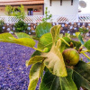 Отель House with 3 Bedrooms in la Oliva, with Wonderful Mountain View, Furnished Terrace And Wifi, фото 28