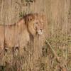 Отель Kubu Kweena Lodge, фото 19