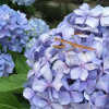 Отель Ikazawa Onsen Yumotokan, фото 21