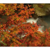 Отель Maple' Smile, фото 17