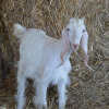 Отель Azienda Agrituristica Caridà, фото 16
