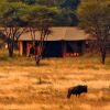 Отель Lemala Ndutu Camp, фото 12