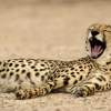 Отель Anantara Sir Bani Yas Island Resorts, фото 22