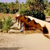 Отель La Kasbah Des Sables Iaich, фото 3