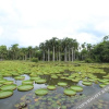Отель Royal Waterlily Hotel, фото 20