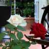 Отель Daunkeo Guesthouse, фото 7
