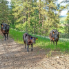Отель Eden Valley Ranch, фото 15