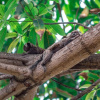 Отель Pousada Villa Maeva Itacimirim, фото 48