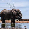 Отель Etosha King Nehale, фото 12
