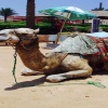 Отель Sharm El Naga Resort and Diving Center, фото 19