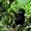 Отель Sanctuary Gorilla Forest Camp, фото 11