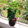 Отель Diep's House - Eco Homestay, фото 7