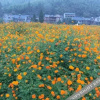 Отель Pingyueju Inn, фото 21