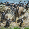Отель Sayari Camp, фото 15