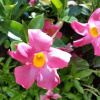 Отель Vesuvius Gardens - Fagianeria Borbonica Relais, фото 8
