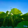 Отель Water Lotus Courtyard Inn (Puzhehei Scenic Area), фото 10