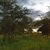 Отель Whistling Thorn Tented Camp, фото 13