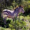 Отель Buffelsdrift Game Lodge, фото 11