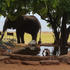Отель Rhino Safari Camp, фото 28