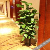 Отель Ka Jia Si Hotel (Dongguan Tanglong), фото 8