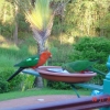 Отель Riviera Bed and Breakfast, фото 14