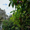 Отель Aranjuez, фото 36