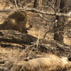Отель Tomo Safari Lodge, фото 30