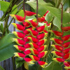 Отель Heliconia on Kara, фото 16
