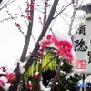 Отель Qingyinyuelu Featured Inn, фото 7