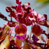 Отель Mancarron-Solentiname, фото 30