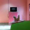 Отель Buddy Inn, фото 4