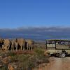 Отель Sanbona Wildlife Reserve, фото 11