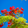 Отель Kokomo Botanical Resort, фото 32
