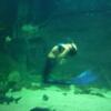 Гостиница Diamonds of the Black Sea Guest House, фото 23