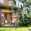 Отель Blissful Holiday Home in Castiglione del Lago With Swimming Pool, фото 17