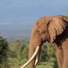 Отель Tawi Lodge, фото 8