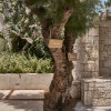 Отель Cretan Malia Park a Member of Design Hotels, фото 45