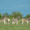 Отель Safarihoek Lodge, фото 33
