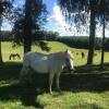 Отель Estancia Pinos de la Quebrada, фото 33