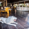 Отель Scorpio Villas, фото 49