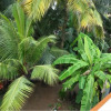 Отель Coconut Grove Homestay, фото 8