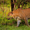 Отель King Reach Yala Wild, фото 6
