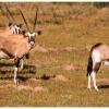 Отель Thali Thali Game Lodge, фото 43