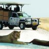 Отель Etosha Safari Camp, фото 12