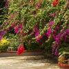 Отель Classique International in Dominica, фото 15