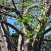 Отель Les Baobabs, фото 20