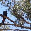 Отель Wanderers Rest of Kangaroo Island, фото 10