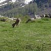 Отель Le Chamois, фото 11