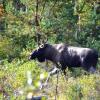 Отель Finnskogen Turist & Villmarksenter, фото 20