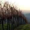Отель Pension Rudi - Weingut Kellner, фото 24